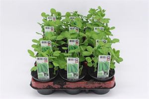 Afbeelding van Sugar snaps